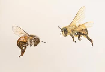 Two Bees (study 2) by Sarah Goldbart