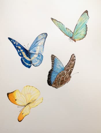 Mixed Butterflies study par Sarah Goldbart
