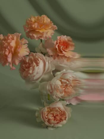 ENGLISH ROSES III par Andrea Zvadova
