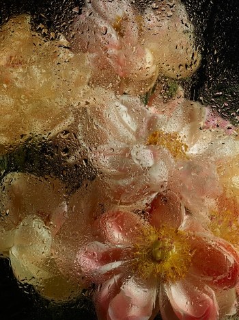 PEONIES IX by Andrea Zvadova