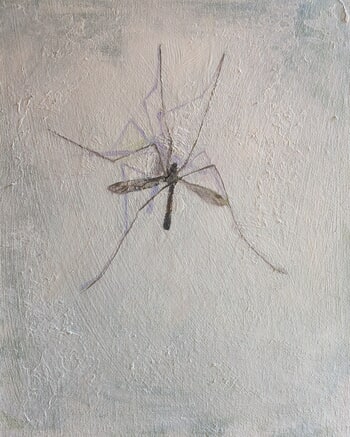 Cranefly by Rosemary Burn