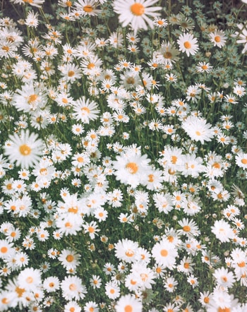 Daises #2 by Casey Moore