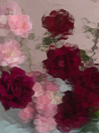ROSES RED & PINK  by Andrea Zvadova