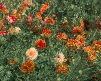 Flowers #27 by Casey Moore