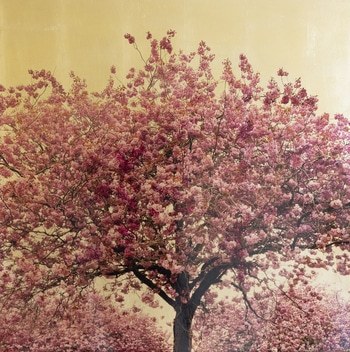 Prunus Serulata XIX von Robert Pereira Hind