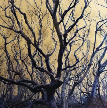 Fagus Syvatica von Robert Pereira Hind
