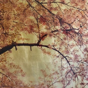 Prunus Subhirtella I par Robert Pereira Hind