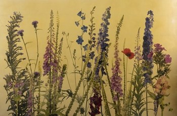 Fera Flores by Robert Pereira Hind