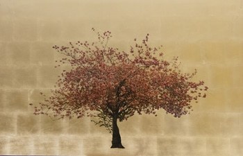 Prunus Serrulata XIII by Robert Pereira Hind