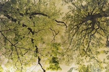 Arboris Folium II von Robert Pereira Hind