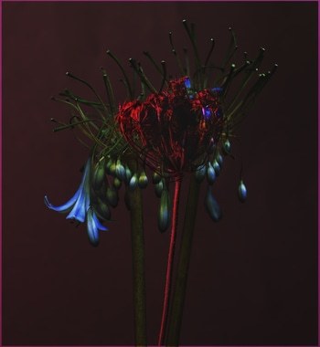 Weirdo-02 par Emilie Moysson