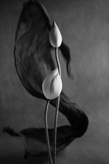 Between Motion and Stillness - V by Xidong Luo