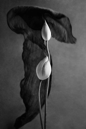 Between Motion and Stillness - IV von Xidong Luo