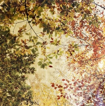 Arboris Folium Autumn par Robert Pereira Hind