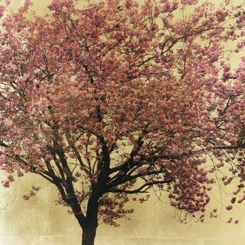 Prunus Serrulata XX von Robert Pereira Hind