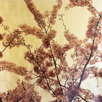 Prunus Sakura III von Robert Pereira Hind