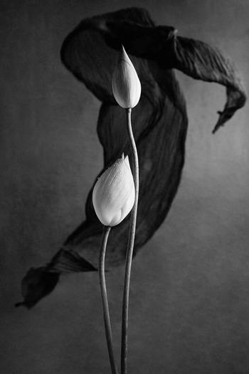Between Motion and Stillness - II von Xidong Luo