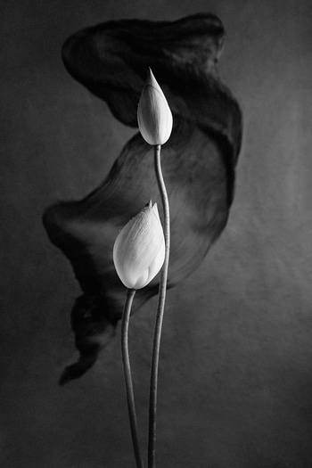 Between Motion and Stillness - I by Xidong Luo