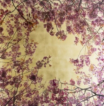 Arboris Prunus IV par Robert Pereira Hind