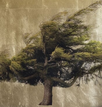 Larix Decidua von Robert Pereira Hind