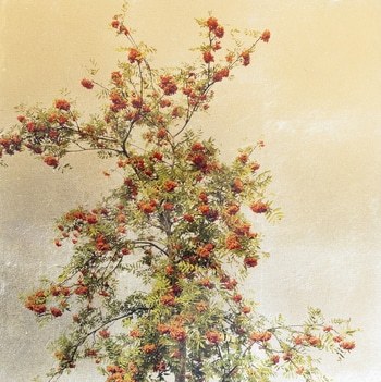 Sorbus II von Robert Pereira Hind