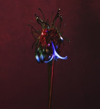 Weirdo-14 par Emilie Moysson