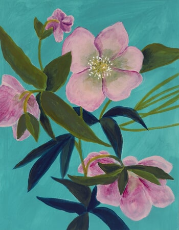 Pink Hellebore on Aqua von Michael Pfleghaar