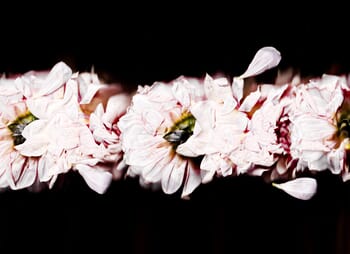 21 Floral Ballet: the dance of impermanence - scanography by Bruno Houdayer
