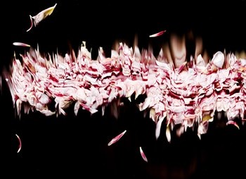 37 Floral Ballet: the dance of impermanence - scanography von Bruno Houdayer