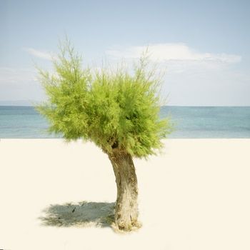 L'arbre a Kos by Hélène Vallas