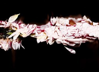 27 Floral Ballet: the dance of impermanence - scanography par Bruno Houdayer