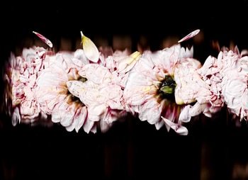 25 Floral Ballet: the dance of impermanence - scanography par Bruno Houdayer
