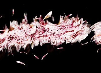 36 Floral Ballet: the dance of impermanence - scanography von Bruno Houdayer