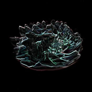 00 Floral Ballet: the dance of impermanence - scanography by Bruno Houdayer