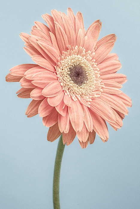 Gerbera On Blue by Paul Coghlin