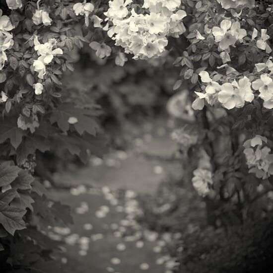 Botanical: The Art of Plants