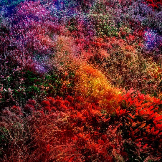 Wall of Nature at The Royal Photographic Society of Spain (Real Sociedad Fotográfica)
