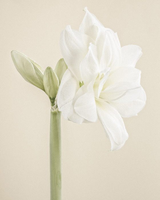 Pale Amaryllis I von Paul Coghlin