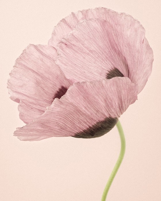 Opium Poppy I (38 x 48 cm) by Paul Coghlin