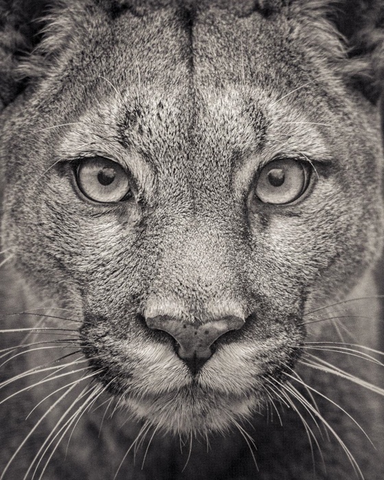 Portrait of a Puma (51 x 64cm image) by Paul Coghlin