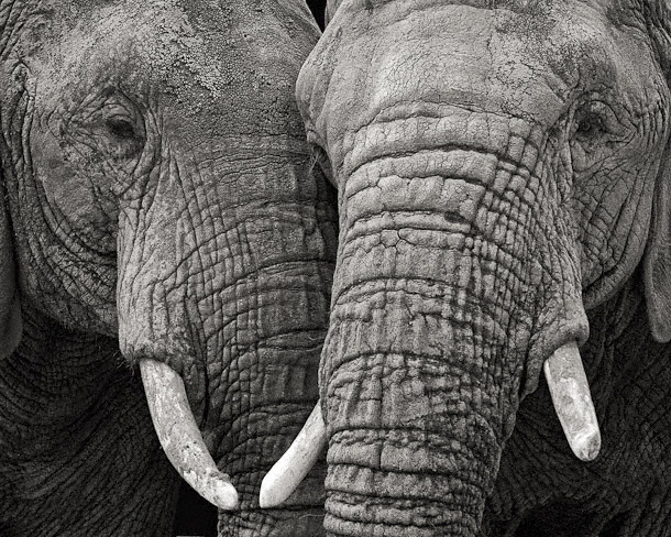 Two Elephants (48 x 38 cm) by Paul Coghlin