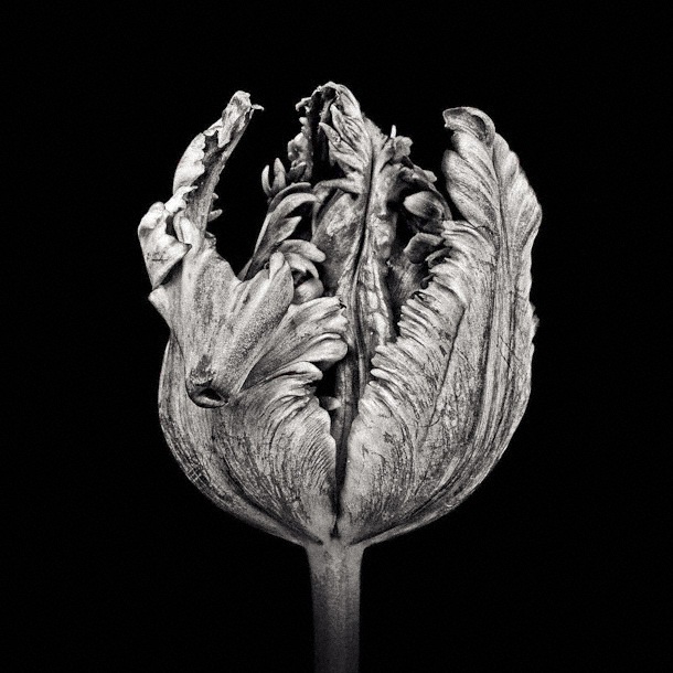 Black Parrot Tulip II (38 x 38 cm) by Paul Coghlin