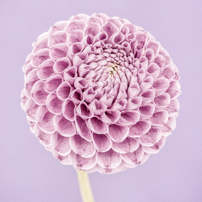 Pink Pompon Dahlia I, Franz Kafka by Paul Coghlin