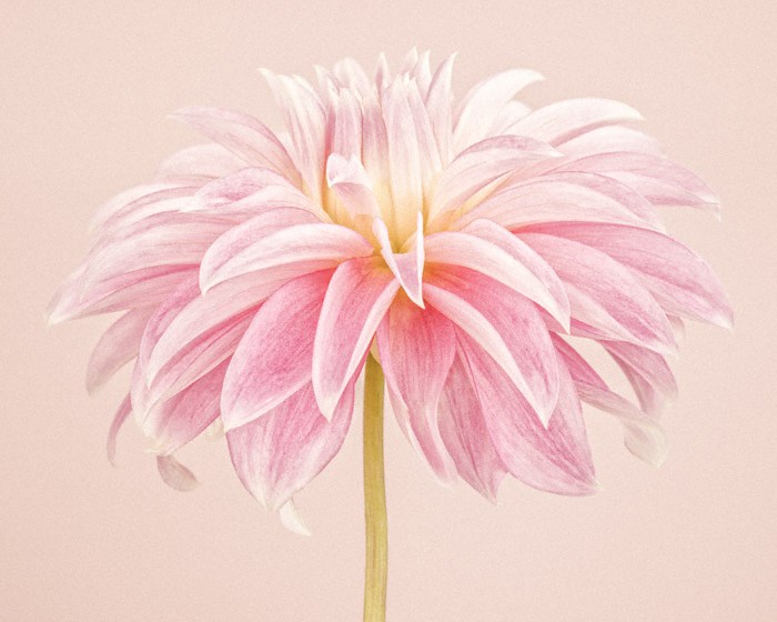Pale Pink Dahlia III (CF_030) by Paul Coghlin