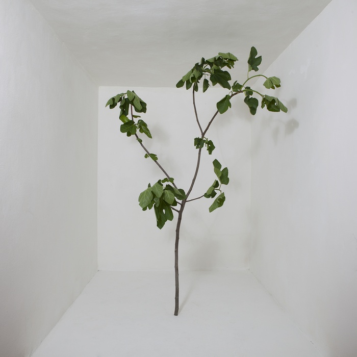 Tree in studio by Riccardo Cavallari