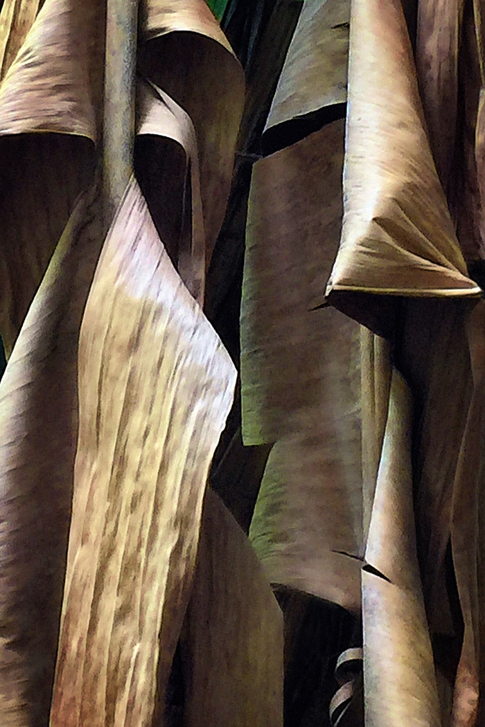 Banana by Reed Hearne