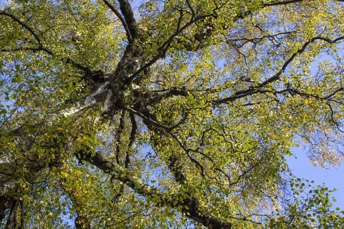 Birch II by Gavin Weir