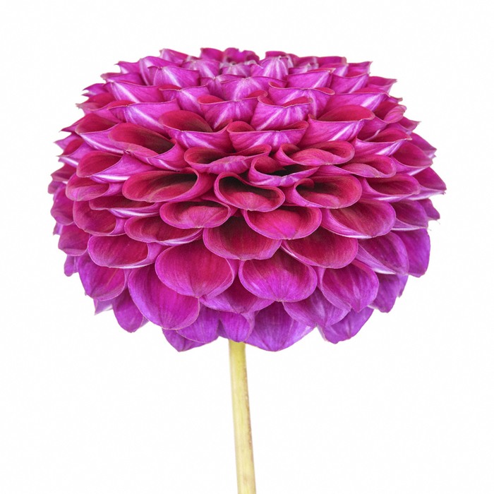 Dahlia 'Downham Royal' I by Paul Coghlin