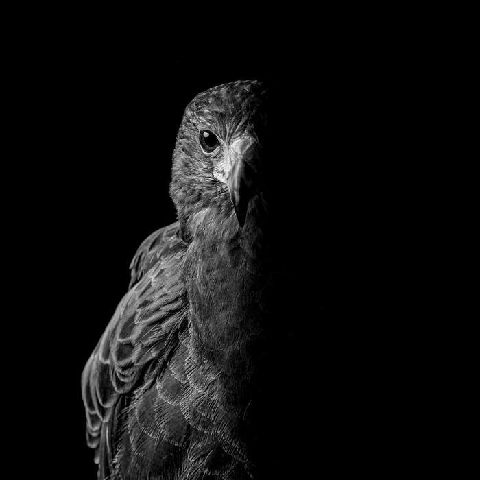 Harris Hawk in Half-Shadow by Paul Coghlin