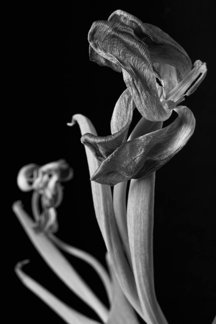 Two Tulips 2 (IMG 1310) by Ian Hoskin
